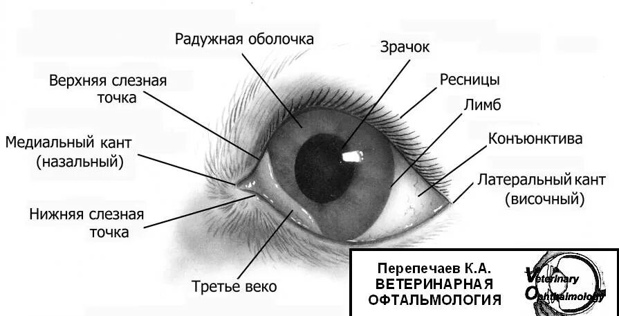 Строение глаза мешок глаза конъюнктивальный. Строение глаза у кошки веко. Строение глаза конъюнктивальный мешок. Строение глаза кота анатомия.