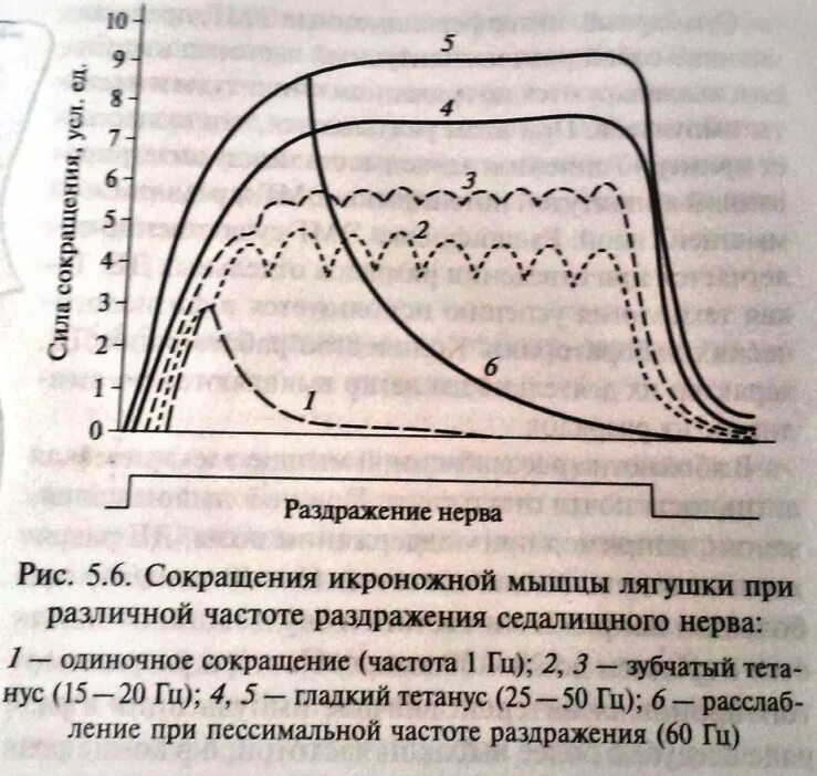 Оптимум и пессимум частоты раздражения. Сокращение икроножной мышцы при разной частоте раздражения. Гладкий и зубчатый тетанус Оптимум и пессимум. Оптимум и пессимум частоты раздражения по н.е.Введенскому. Какой ток вызывает сокращение мышц