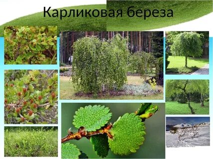 Для березы и ивы характерна природная зона