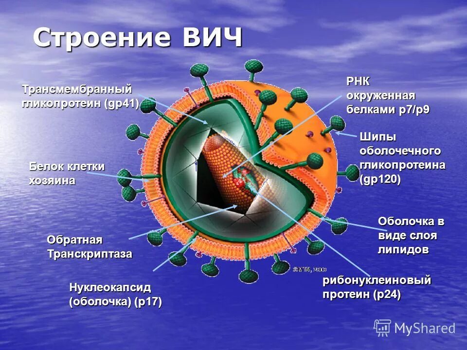 Строение вируса ВИЧ. Вирус иммунодефицита человека строение. Строение ВИЧ инфекции. Структура нуклеокапсида ВИЧ. Поражаемые структуры спида