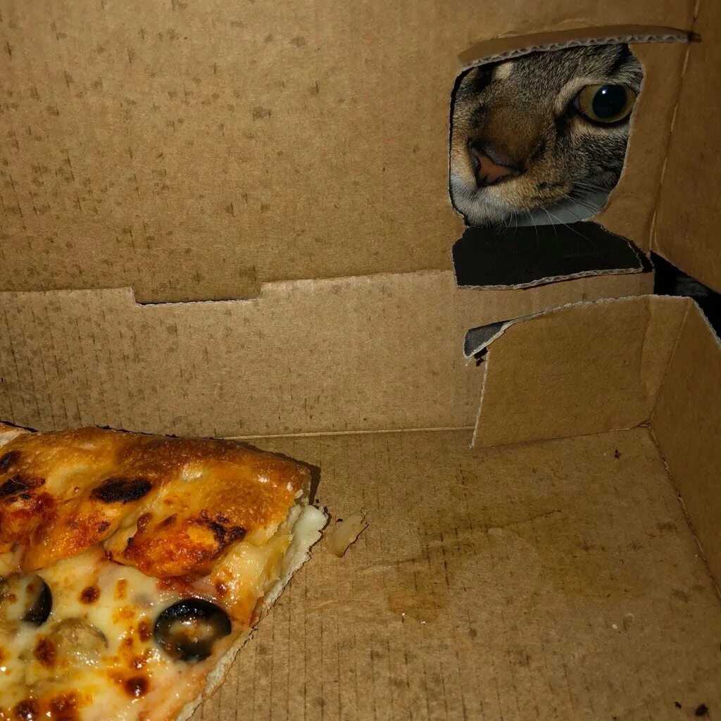 Глупый скоро. Ты не спрячешься от меня глупая пицца. Кот и пицца. Кот и пицца Мем. Мемы с пиццей и котом.