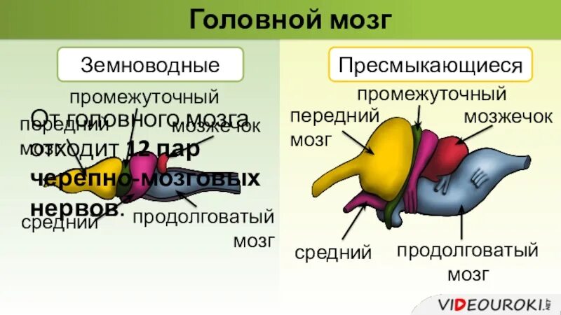 Передний мозг рептилий. Строение головного мозга пресмыкающихся. Строение головного мозга амфибий и рептилий. Строение мозга рептилий. Эволюция головного мозга пресмыкающихся.