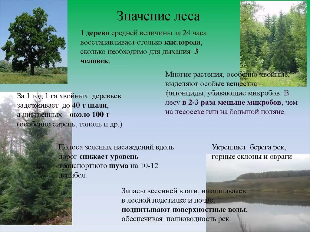 Какова роль леса в жизни человека. Значение леса. Значение леса для человека. Значимость лесов. Важность леса.