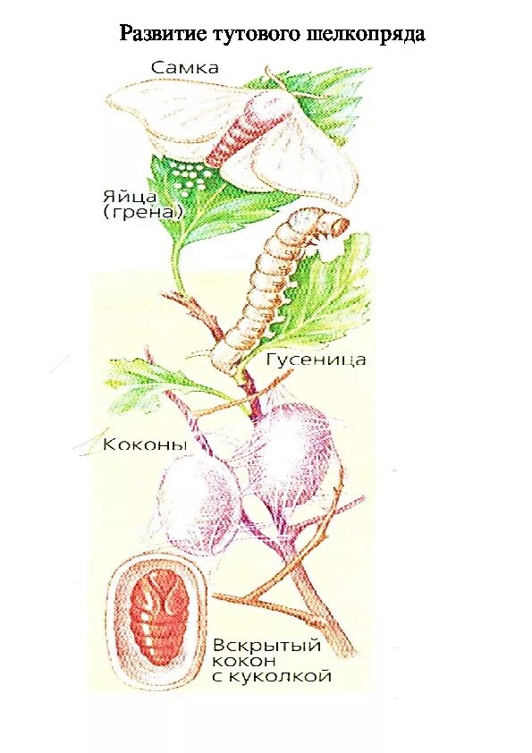 Какое развитие у шелкопряда. Внешнее строение тутового шелкопряда. Стадии развития тутового шелкопряда. Схема развития тутового шелкопряда. Тутовый шелкопряд строение.