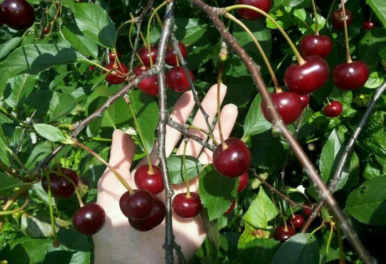 Эффективная подкормка вишни