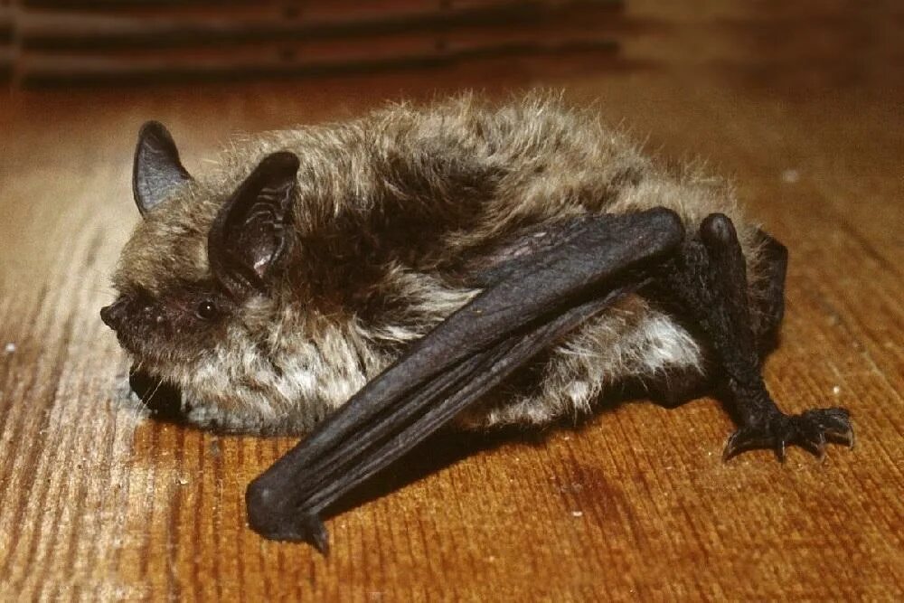 Прудовая ночница. Ночница Брандта (Myotis brandtii (Eversmann, 1845)). Ночница Брандта Myotis brandtii. Летучая мышь Прудовая ночница. Ночница Прудовая * Myotis dasycneme.