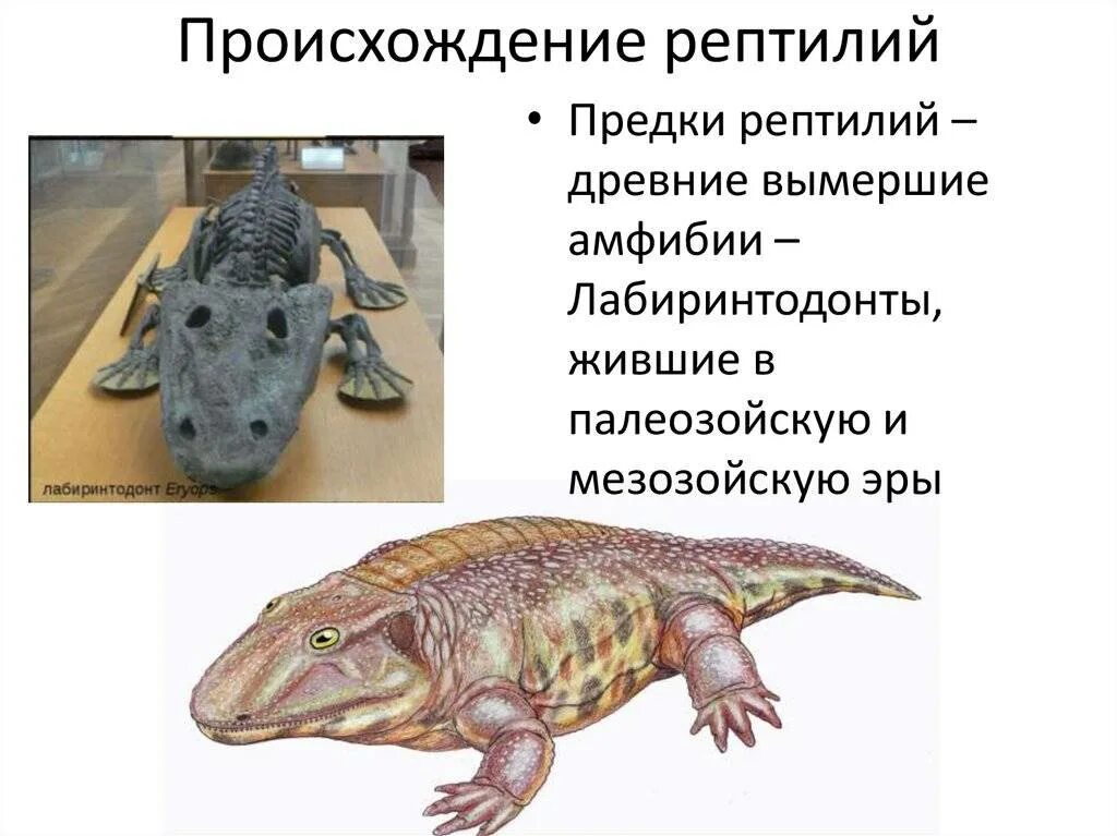 Кто является вымершим предком земноводных