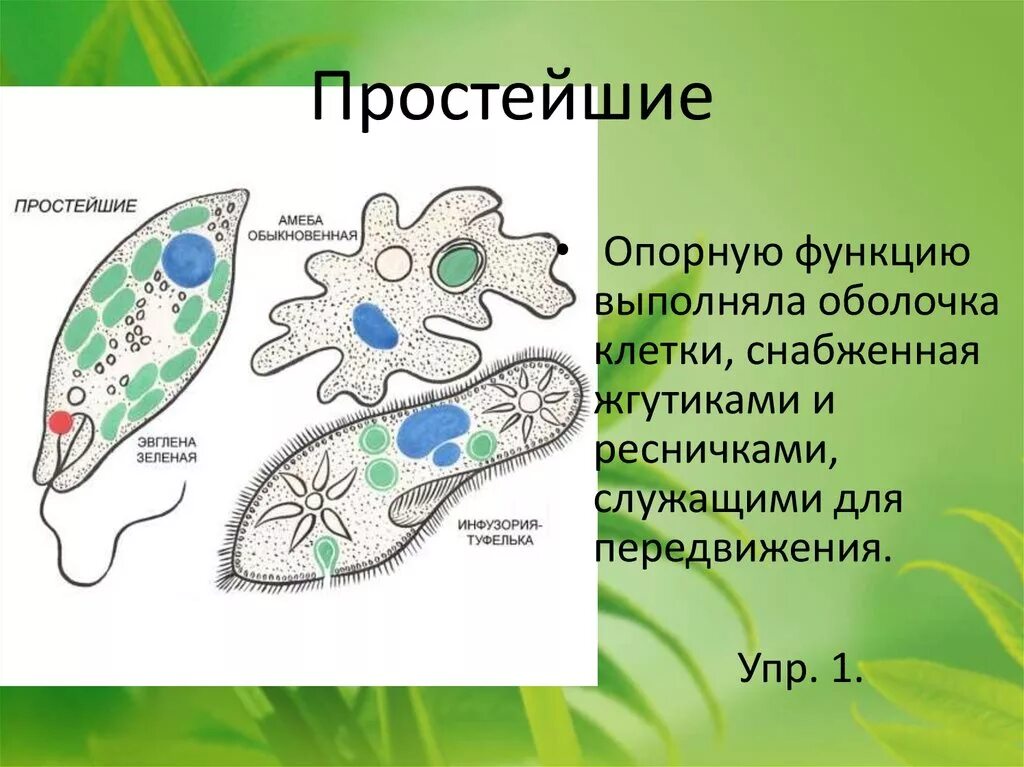 Различие простейших. Эвглена зеленая одноклеточное. Строение инфузории эвглены зеленой. Эвглена и инфузория. Эвглена туфелька амеба.