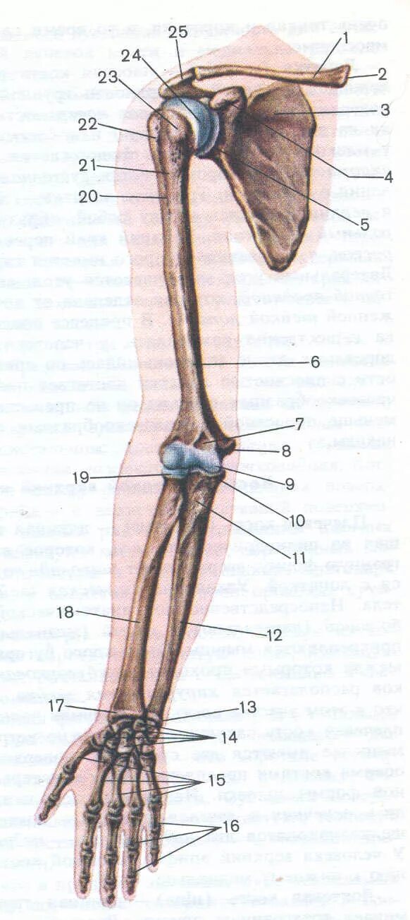 Скелет верхней конечности рисунки. Скелет верхней конечности плечевая кость. Лопатка ключица плечевая кость анатомия. Строение пояса верхней конечности анатомия плечевая кость. Кости верхней конечности строение.