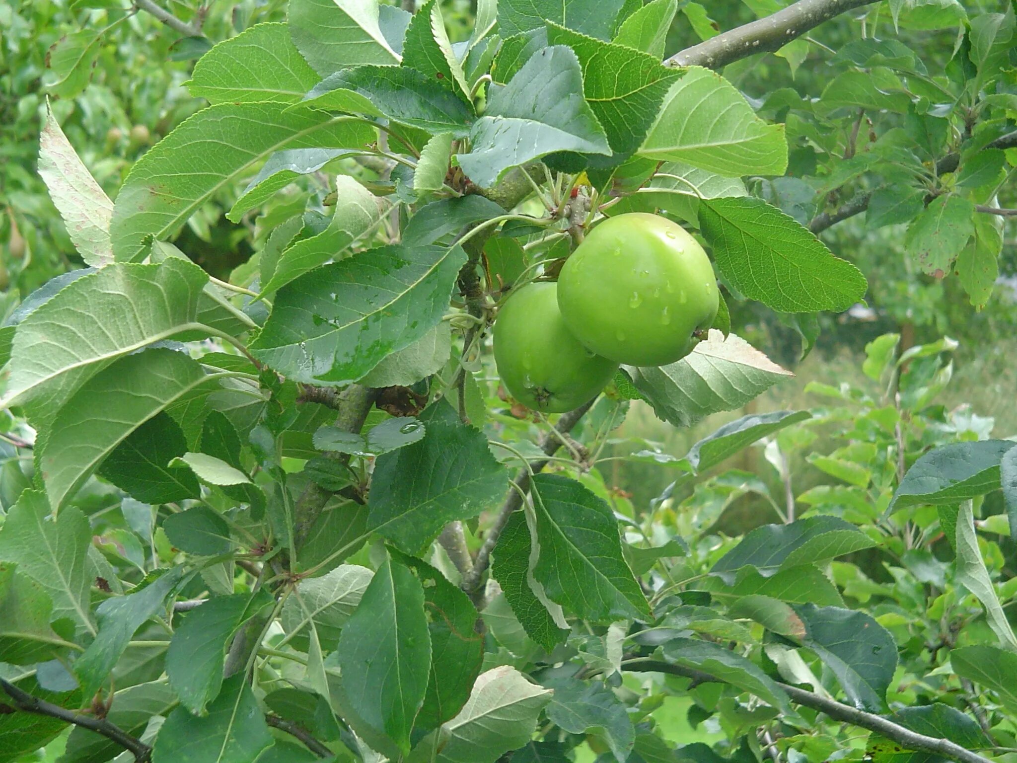 Листья плодовых. Лист яблони. Плодовые деревья. Яблоня с зелеными яблоками. Яблоня дерево листья.
