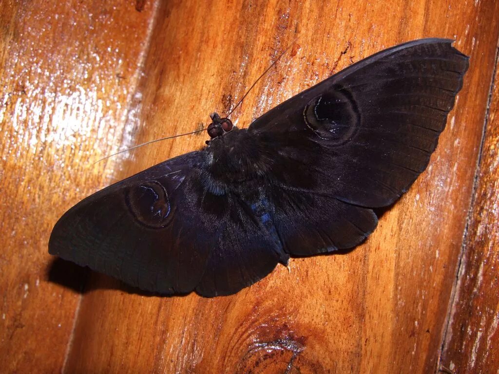 Черный мотылек насекомое. Бабочка черная. Черная ночная бабочка. Черная крупная бабочка. Бабочка черный рынок