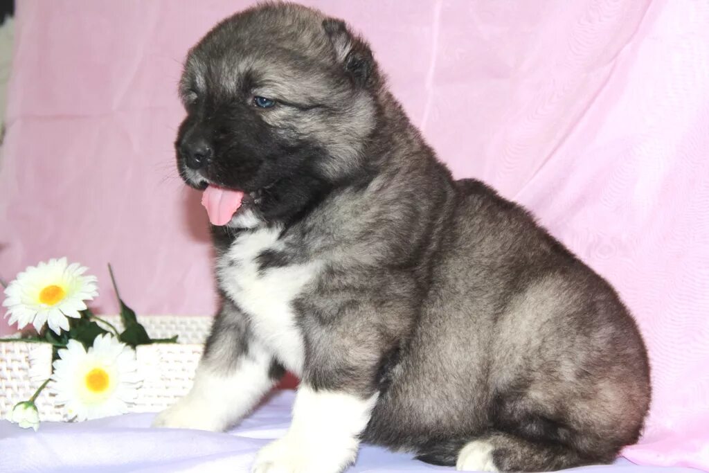 щенки кавказской овчарки 1 неделя. московская кавказская овчарка. недельные щенки кавказской овчарки. как назвать щенка девочку кавказская порода. щенки кавказской овчарки московская область.