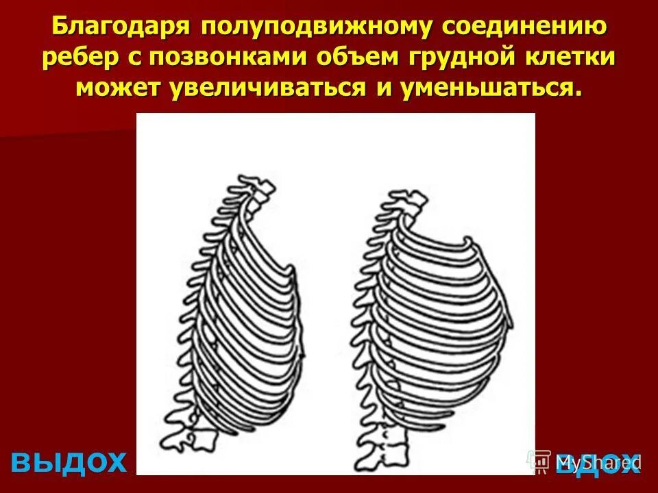 полуподвижное соединение кости. соединение костей грудной клетки анатомия. грудина и ребра полуподвижное соединение. соединения ребер. полуподвижное соединение ребер и грудины.