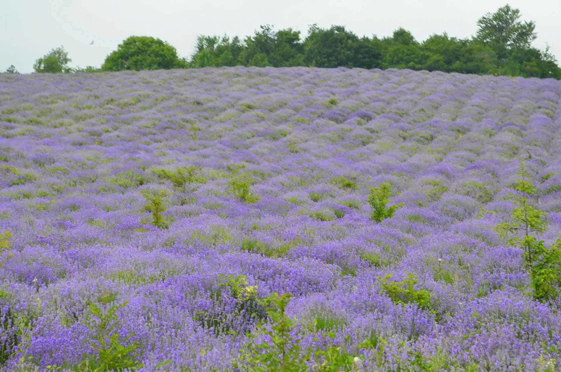Белогорск лавандовая. Лавандовые поля в крыму. Верхняя кутузовка лавандовые поля. Бахчисарай тургеневка лавандовое поле. Лавандовые поля в подмосковье.