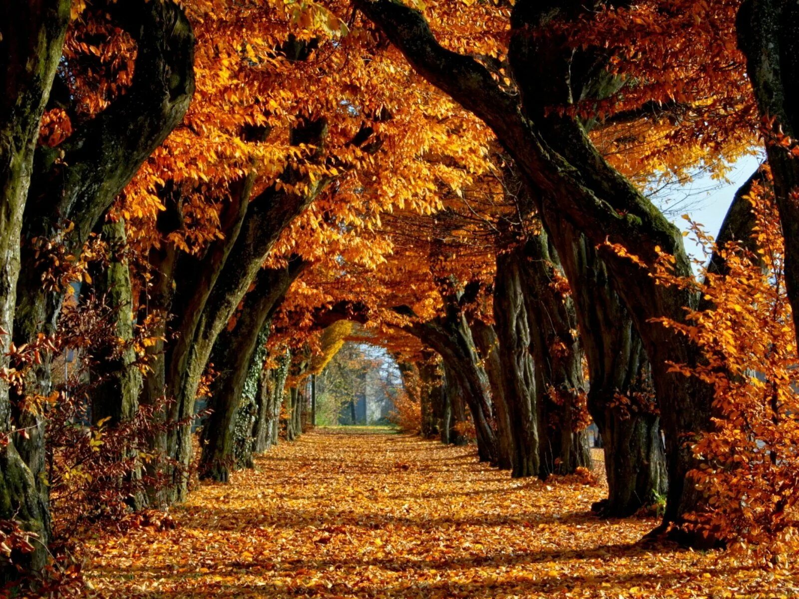 Осень. Осенняя аллея. Осенние деревья аллея. Осенние картинки.