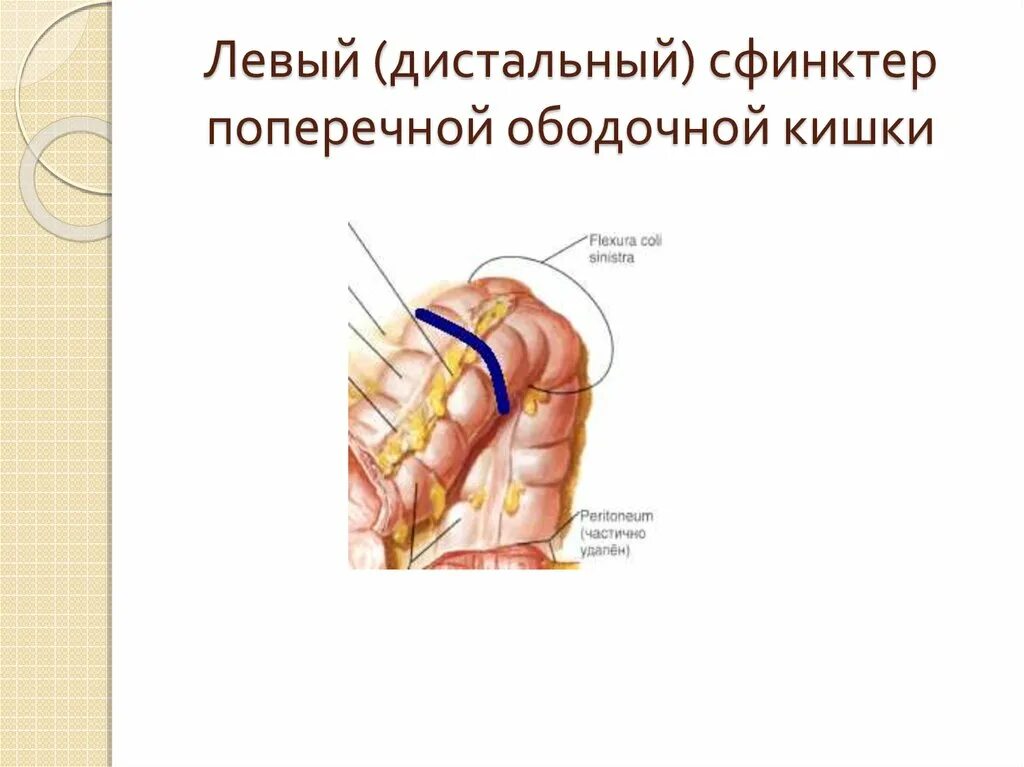 Физиологические сфинктеры толстой кишки. Складки поперечной ободочной кишки. Сфинктеры толстой кишки анатомия. Сфинктер сигмовидной кишки.