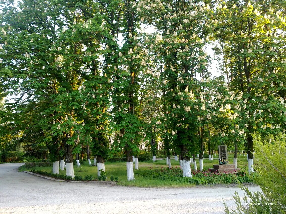 Село Косточковка Нижнегорский район. Косточковка Крым. Изобильное (Нижнегорский район). Парк в селе Косточковка.