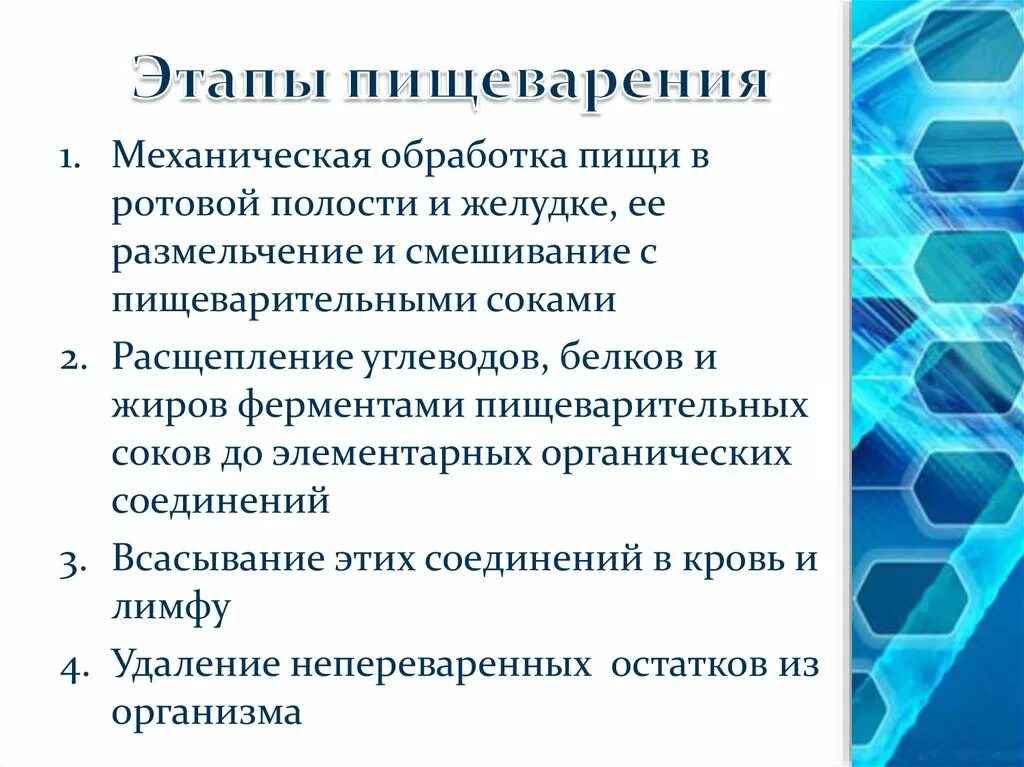 Основные этапы процесса пищеварения. Охарактеризуйте основные этапы пищеварения. Назовите основные этапы процесса пищеварения. Пищеварение этапы пищеварения. Этапов процесса пищеварения в организме человека