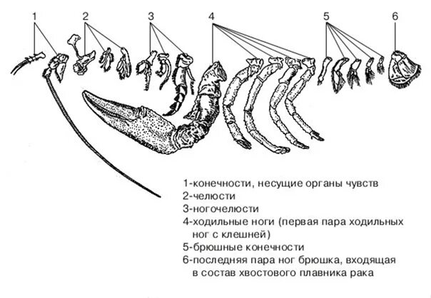 Сколько пар у рака