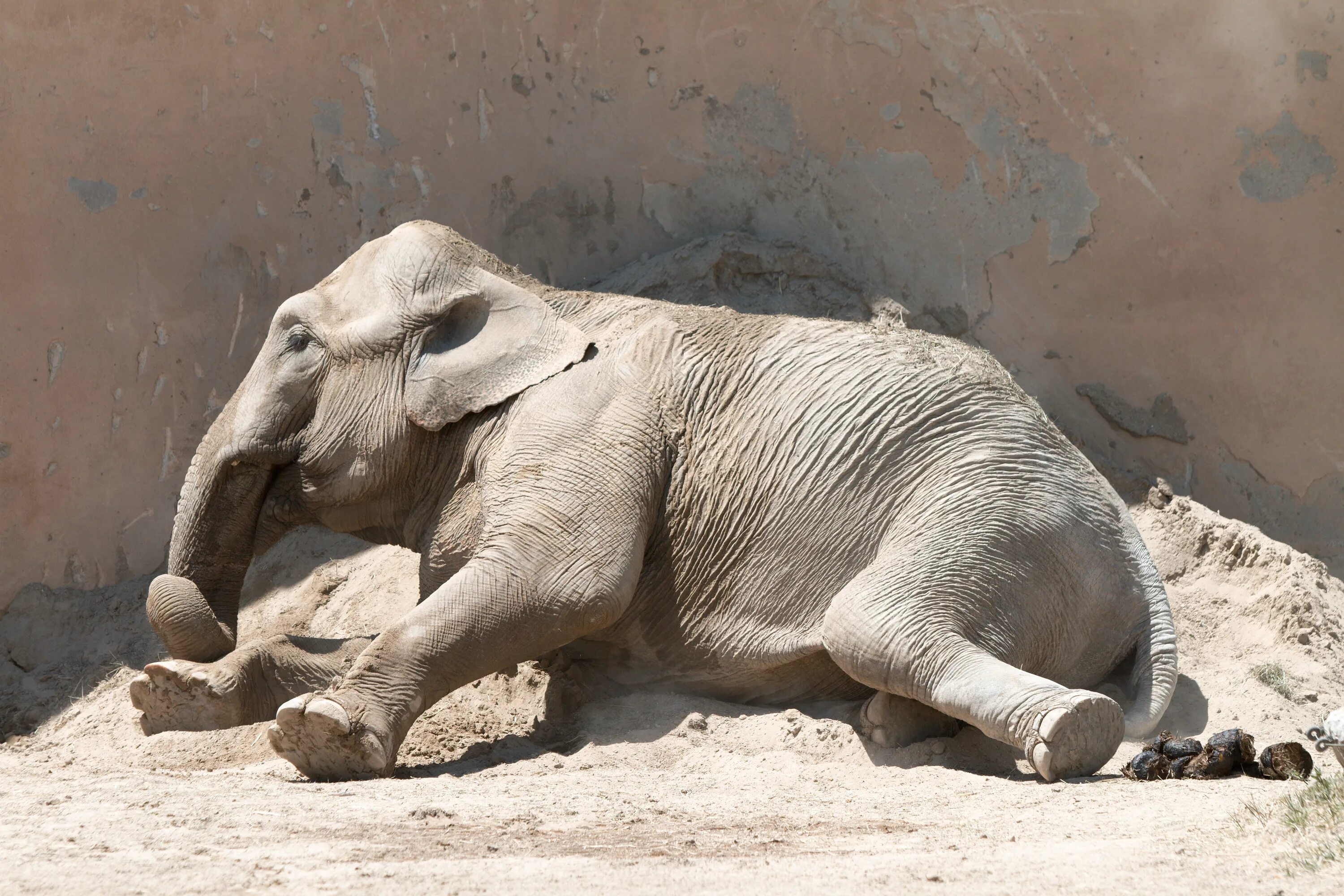 галерея животных. дымчатый леопард морда. переднеазиатский леопард. Animal gallery. леопард хищник.