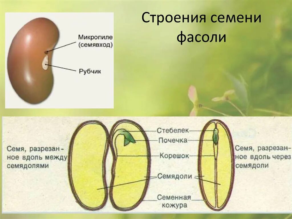 Семя внешнее и внутреннее строение. Строение семени фасоли 5 класс биология. Строение семени фасоли. Строение двудольного растения фасоли. Строение однодольного семени.