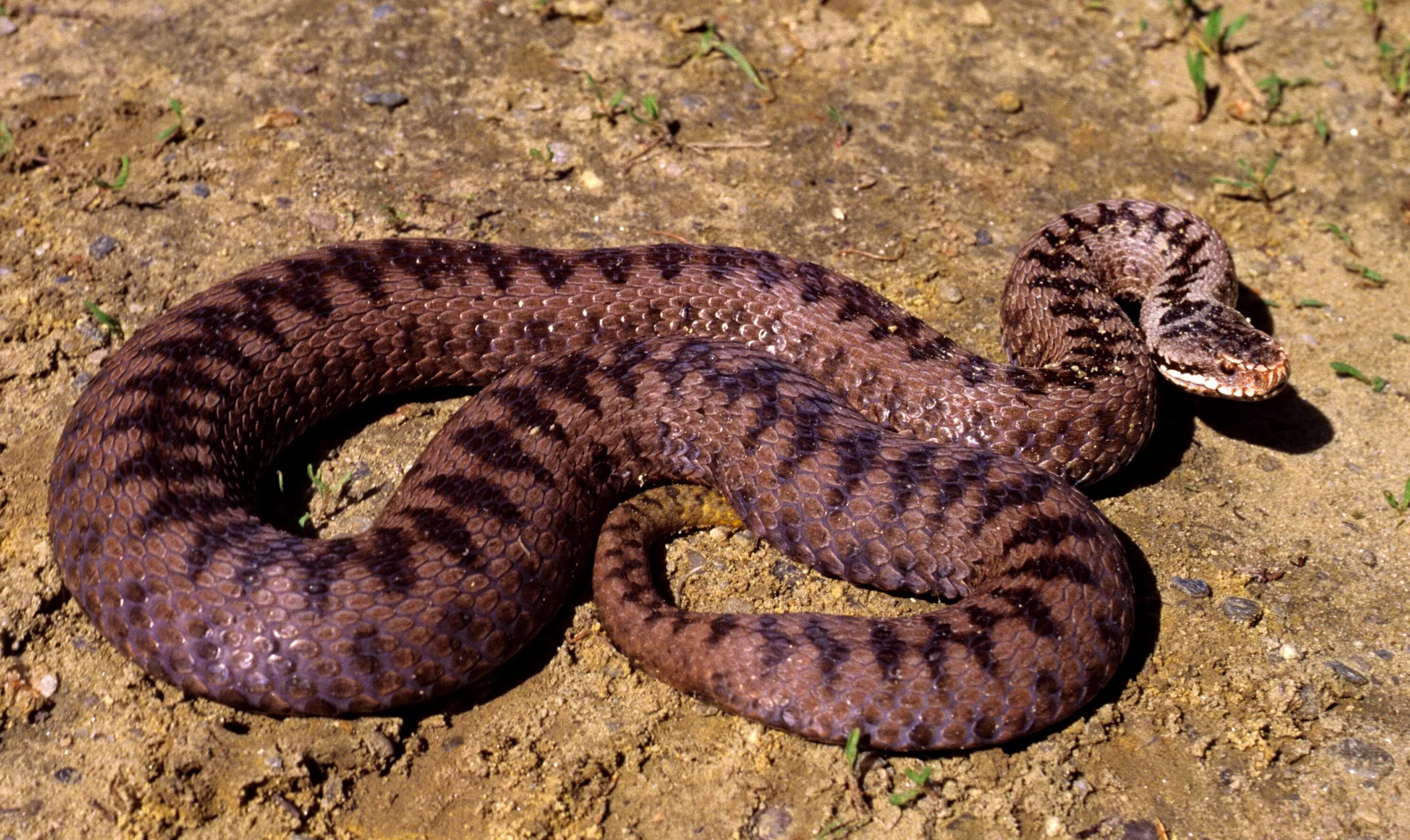 Обыкновенная гадюка Vipera (Pelias) berus. Обыкновенная европейская гадюка Vipera berus berus. Змеи Италии. Таежные змеи.