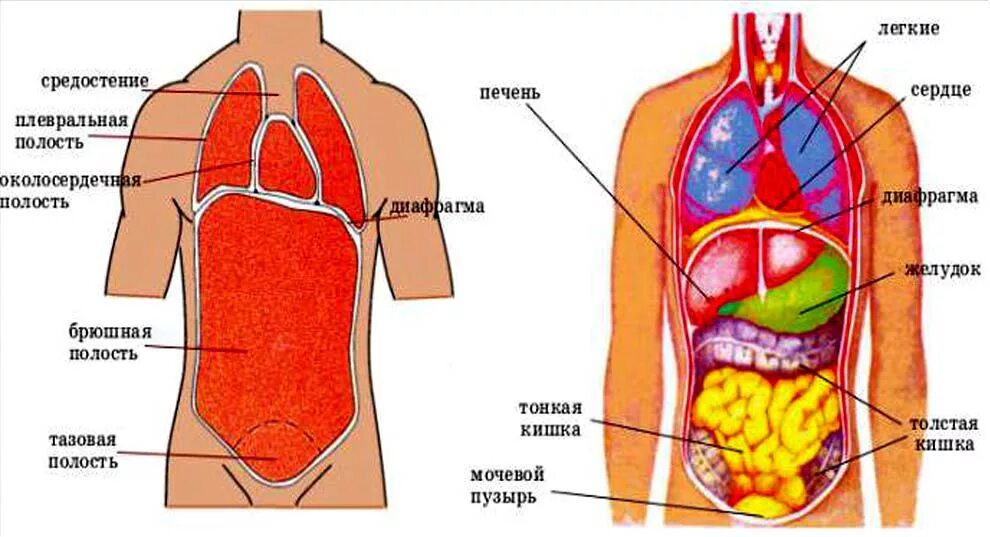 Внутренняя часть человека. Анатомия брюшной полости человека схема. Схема расположения органов человека в брюшной полости. Схема органов брюшной полости женщины. Анатомия внутренних органов брюшной полости человека схема.