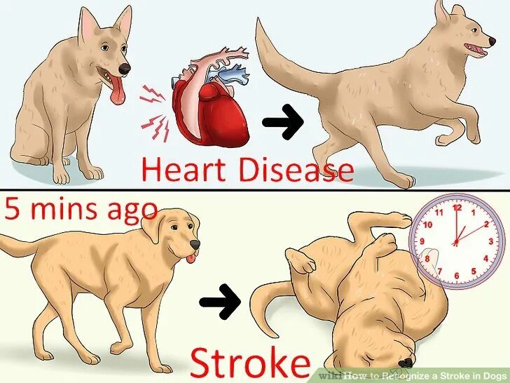 How to stroke. Может ли быть инсульт у собак. stroke a dog. как у собак распознать инсульт.