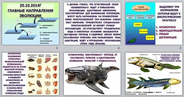 Примеры ароморфоза и дегенерации. Ароморфоз идиоадаптация дегенерация таблица. Примеры ароморфоза идиоадаптации и дегенерации таблица. Главные направления эволюции таблица ароморфоз. Ароморфоз идиоадаптация дегенерация примеры.