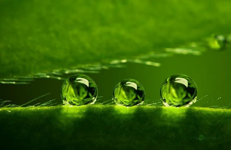 clover Masaüstü duvar kağıdı, Yaprak, Duvar kağıdı