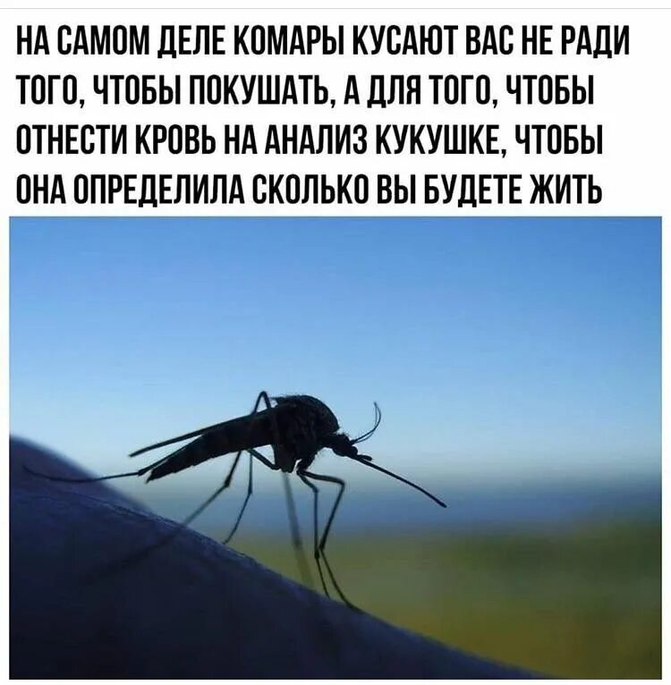 Комар прикол. Шутки про комара. Шутки про комаров. Смешные картинки про комаров.