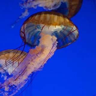 Щупальца медузы на поперечном срезе
