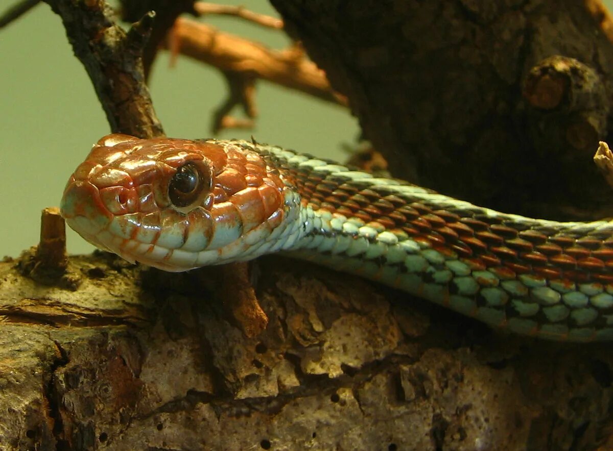 Snake wiki