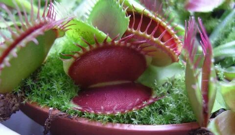 CARNIVOROUS - Venus Flytrap - Dionaea muscipula - 'Red Giant' .