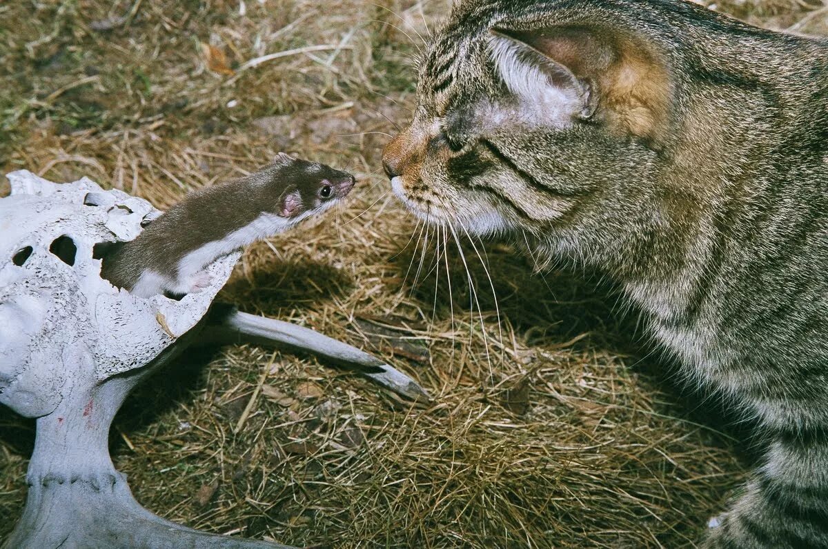 Нападение кошки. Ласка охотится. Кошка с добычей. Ласка и кот. Ласка хищник.