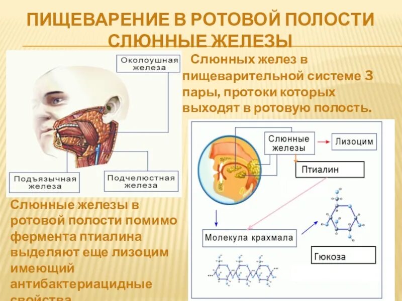 Какие вещества расщепляются слюной