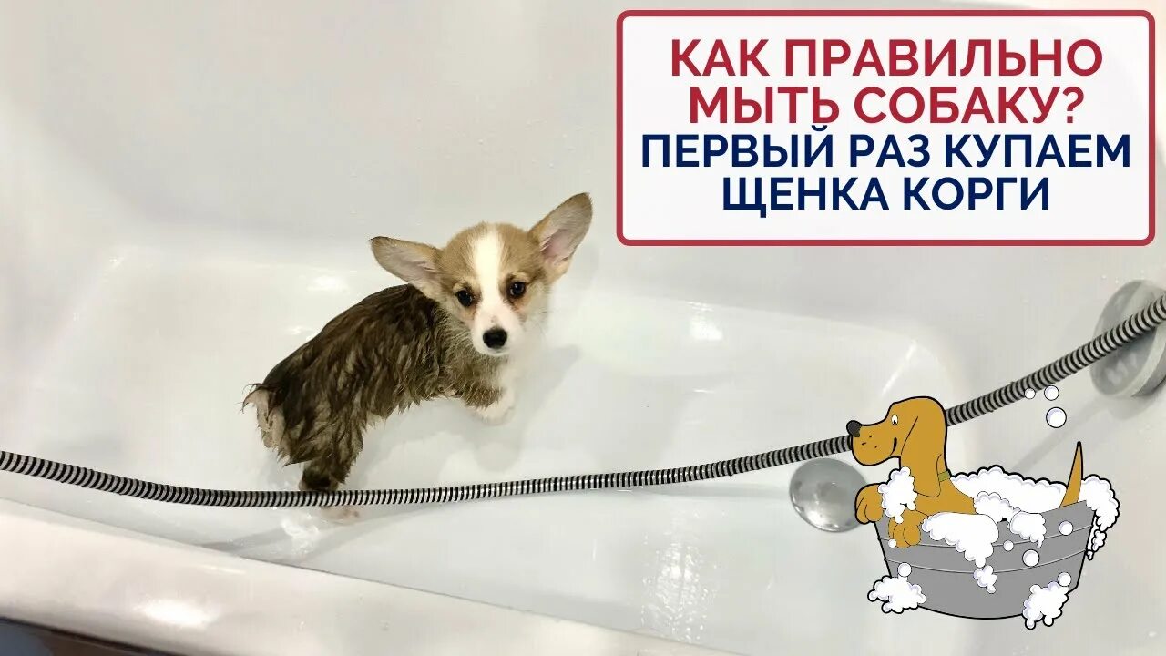 Как помыть щенка в первый. Мытье корги. как мыть щенка. как мыть корги.