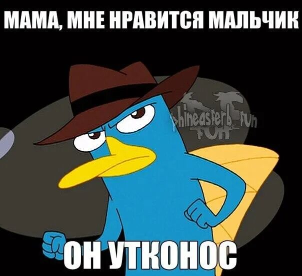 Картинки будь ты проклят. Будь ты проклят перри утконос мем. Трепещи перри мем. Будь ты проклят перри утконос. Фуфелшмертц и перри трепещи.
