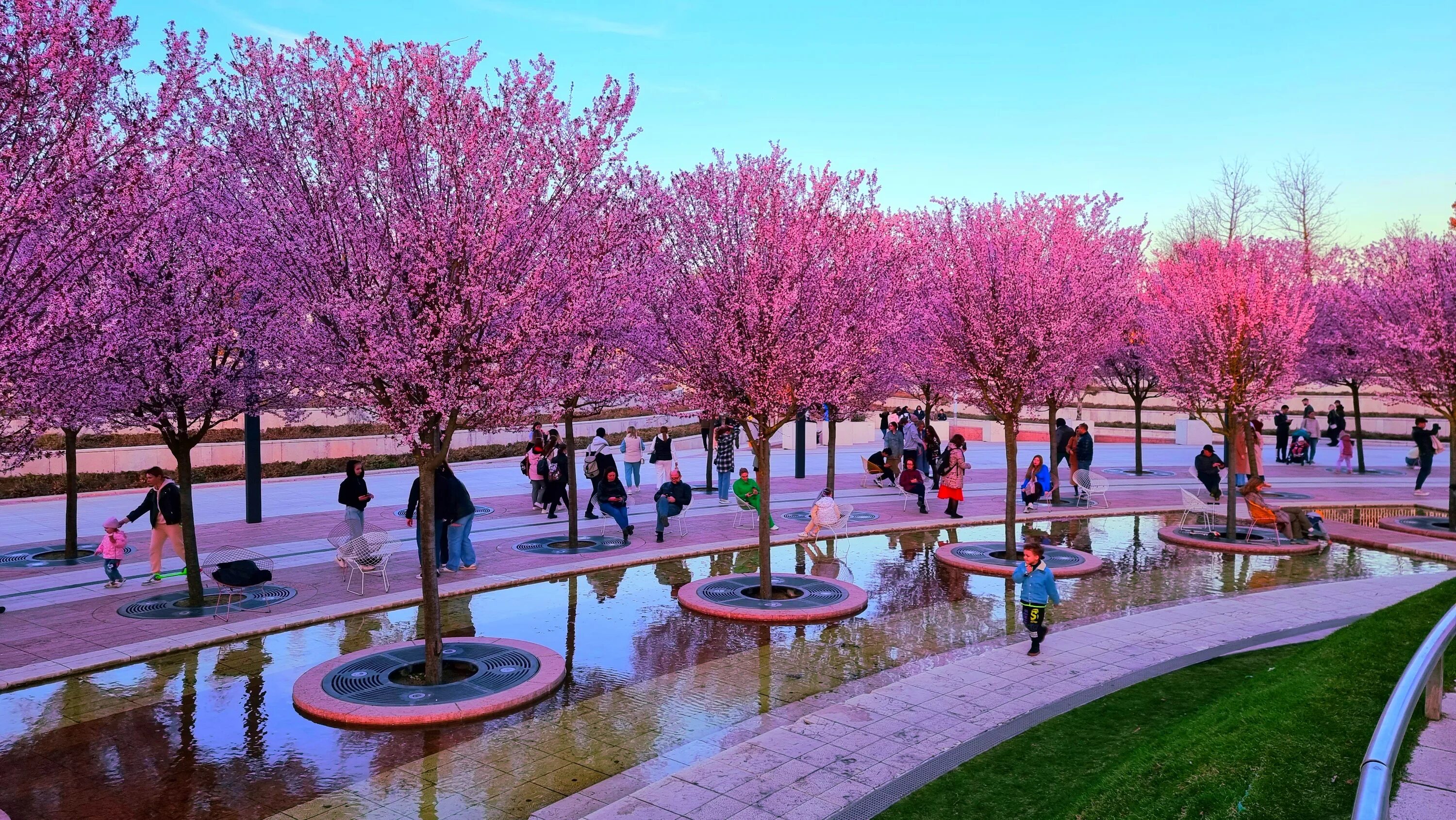 Краснодар парк галицкого когда цветет сакура