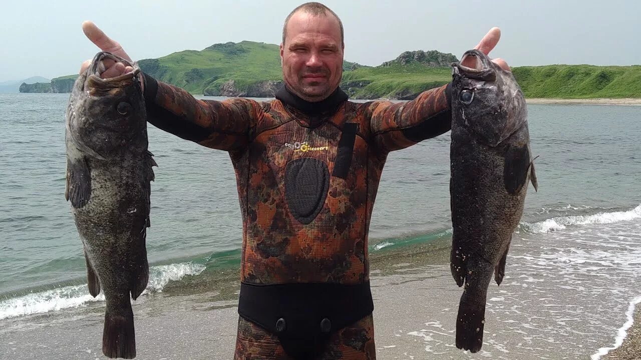 Черный окунь Геншин. Подводная охота. Подводная охота на окуня. Морской окунь в Приморье. Черный прим