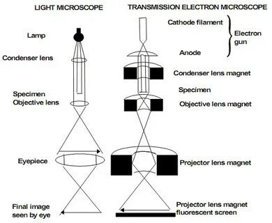 Transmission microscopy