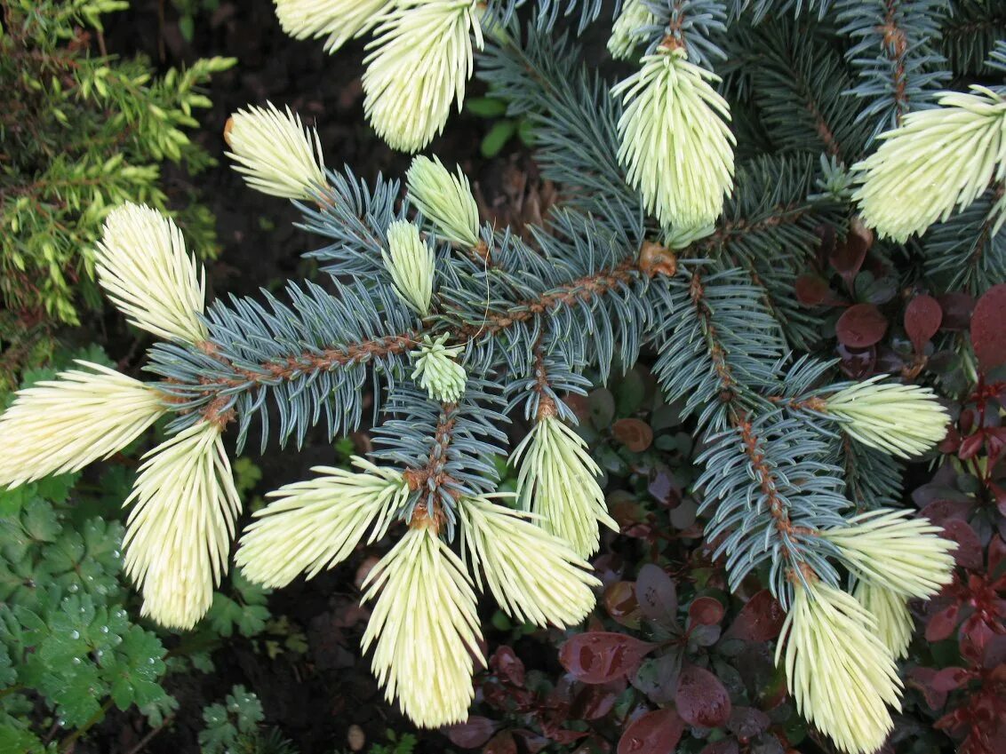 Ель колючая Биалобок. Picea pungens Bialobok. Ель Белобок (Bialobok). Ель колючая "Bialobok" (Белобок).