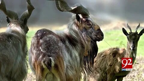 Мир среди животных