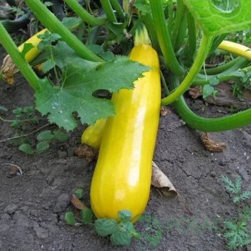 yellow zucchini - Google Search Zucchini, Yellow zucchini, Vegetables