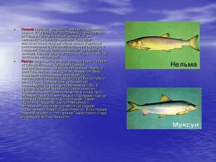 Белорыбица где водится и что за рыба