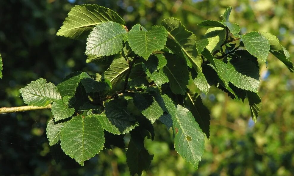 Карагач описание. Вяз граболистный (Ulmus suberosa). Вяз Ильм карагач. Вяз малый (Ulmus Minor). Вяз полевой карагач.