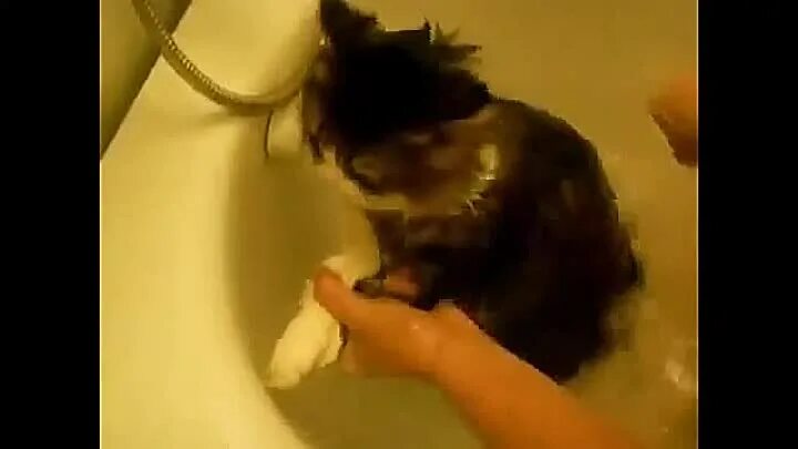 Видео матерится во время. Кот матюкается. Кот матерится в ванной. Кот ругается. Кот ругается матом.