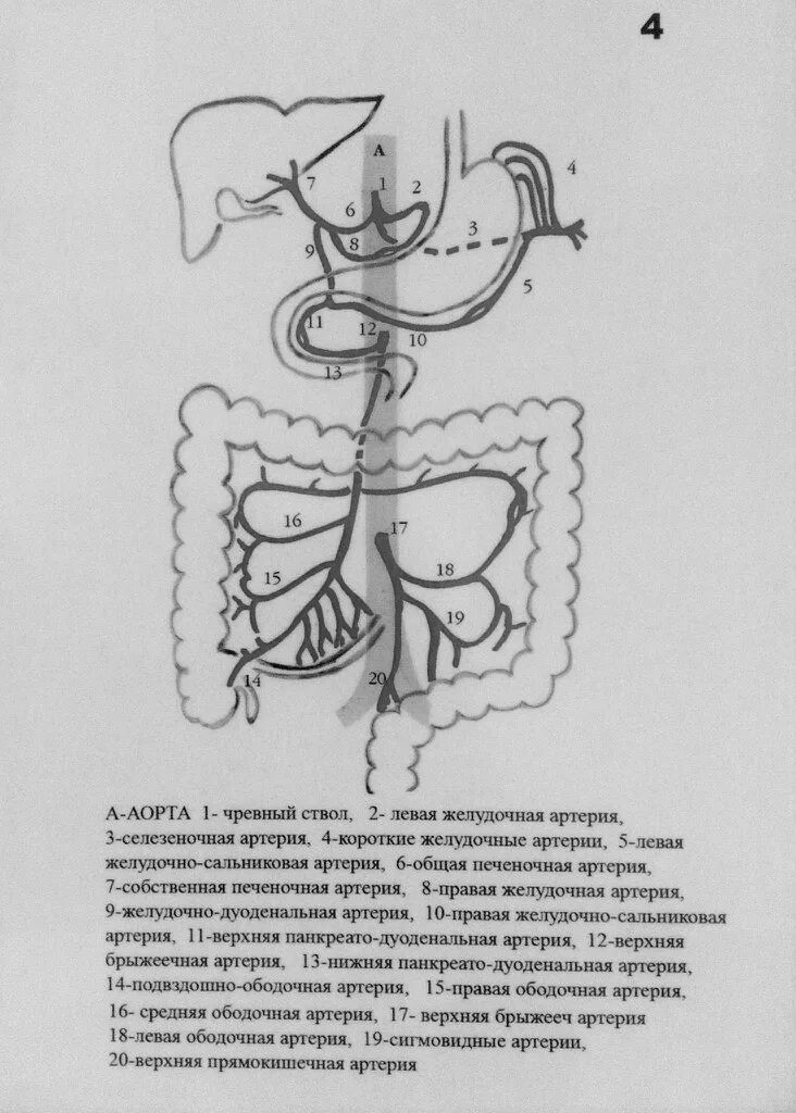 Чревный ствол и его ветви. Артерии чревного ствола схема. Чревный ствол схема. Ветви чревного ствола анатомия. Чревный ствол топографическая анатомия.