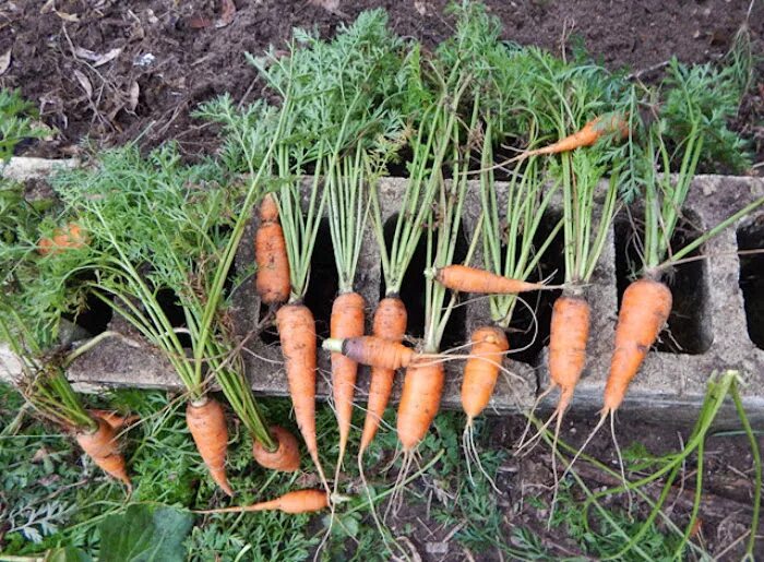 Можно ли сажать морковку. Урожай моркови. Куст моркови. Морковь урожай дача. Морковь растет.