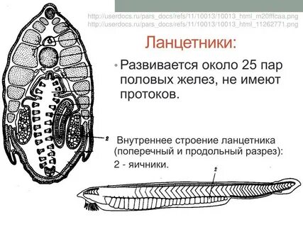 Каким номером на рисунке поперечного среза ланцетника